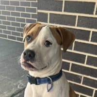 Photo of Marty   7 Month Old American Bulldog X