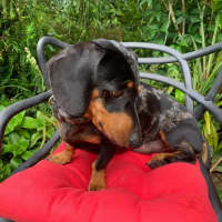 Photo of Hugo