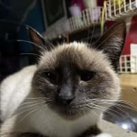 Photo of Lucky