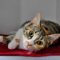 Photo of Rosita Purrez