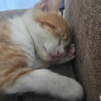 Photo of Arthur *9 Lives Project Rescue*