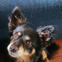 Photo of Elvis   7 Year Old Pomeranian X Chihuahua