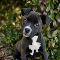 Photo of Dotti