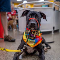 Photo of Diesel