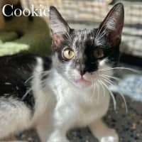 Photo of Cookie
