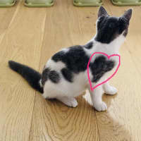 Photo of Rice   Located In Northcote