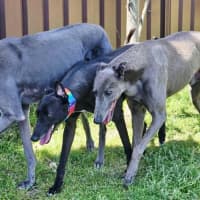 Photo of Freda, The Greyhound