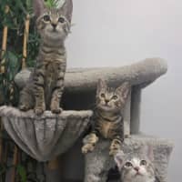 Photo of Iris   Ringworm Special $49