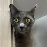 Photo of Lily