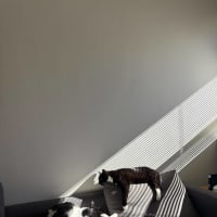 Photo of Inky & Dexter