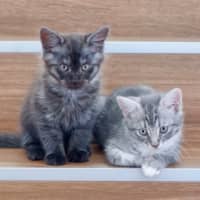 Photo of Ollie And Mowgli