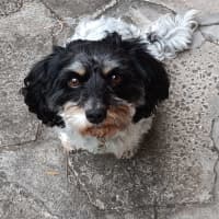 Photo of Maisie