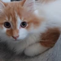 Photo of Marmalade 