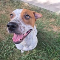 Photo of Squirtle *$150 Adoption Fee*