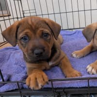 Photo of Hiccup