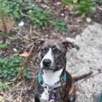 Photo of Gracie