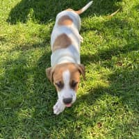 Photo of Charlie   8 Week Old Cattle Dog X 