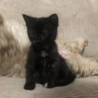 Photo of Misstachio   2 Month Old Domestic Short(trial)