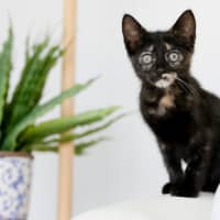 Photo of Freya