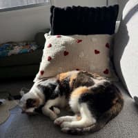 Photo of Georgie