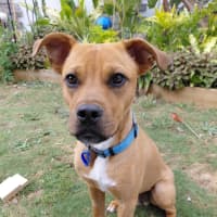 Photo of Murphy   7 Month Old Mixed Breed