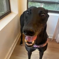 Photo of Haribo   7 Year Old Greyhound 