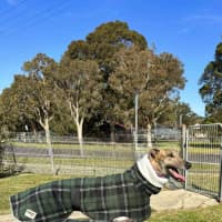 Photo of Jake, The Greyhound