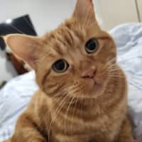 Photo of Cheese