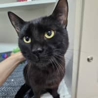 Photo of Sabre