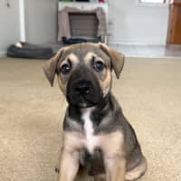 Photo of Alfie   8 Week Old Cattle Dog X Staffy