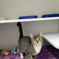 Photo of Topaz 