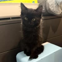 Photo of Atlas