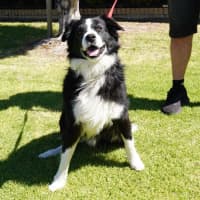 Photo of Champ