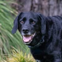 Photo of Tetley Valenti