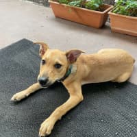 Photo of Buddy (Was Woody)