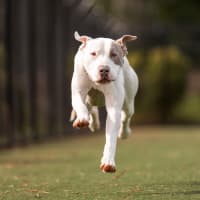 Photo of Noddy Imp 1103