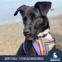Photo of Chilli   3 Year Old Mixed Breed