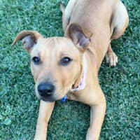 Photo of Bella   14 Week Old Mastiff X