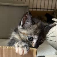 Photo of Paisley
