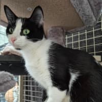 Photo of Elin ** 2nd Chance Cat Rescue *