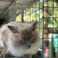 Photo of Lucky Charms