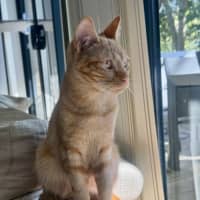 Photo of Pippin