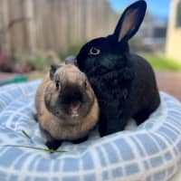 Photo of Topaz & Midnight 
