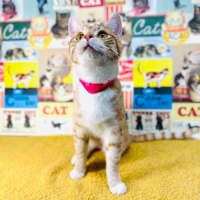 Photo of Fudge   Located In Preston 