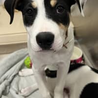 Photo of Spoopy (Was Bilby)