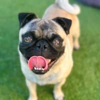 Photo of Benny