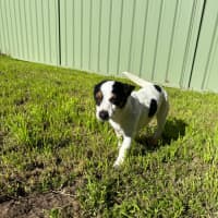 Photo of Minnie   2 Year Old Mini Foxy