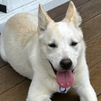 Photo of Azlan   5 Month Old Border Collie X Shepherd