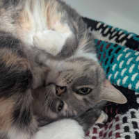 Photo of Doughnut