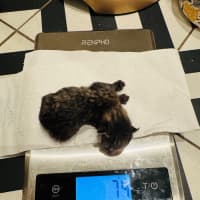 Photo of Chiquita